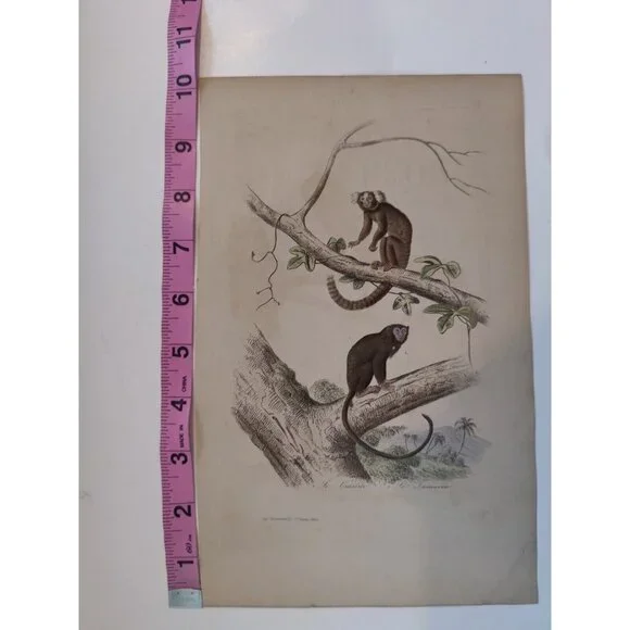 Antique Buffon Engraving Hand Colored 2 Monkeys 'Le Ouititi Le Tamarin' 10x7" - Picture 2 of 10